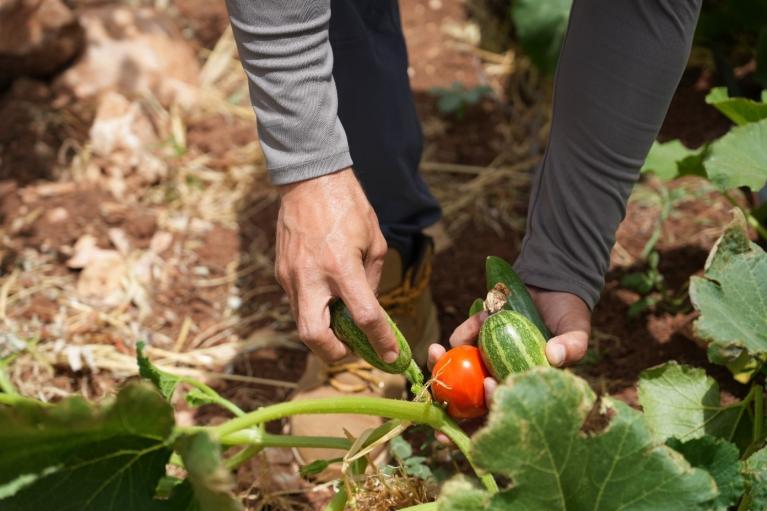 un joven palestino recoge un tomate