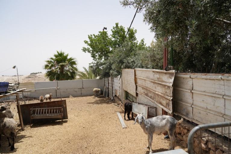 corral con cabras al sol en Cisjordania