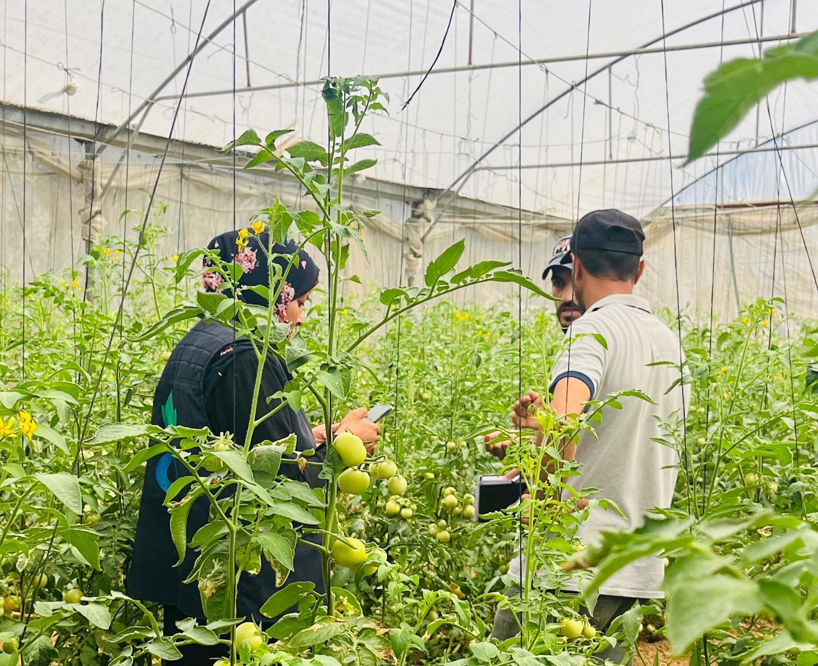 Equipos de Acción contra el Hambre realizando evaluaciones de los daños sufridos por los agricultores el pasado mes de junio para evaluar las necesidades de abastecimiento de los agricultores de Gaza para continuar con la producción de comida fresca durante la guerra