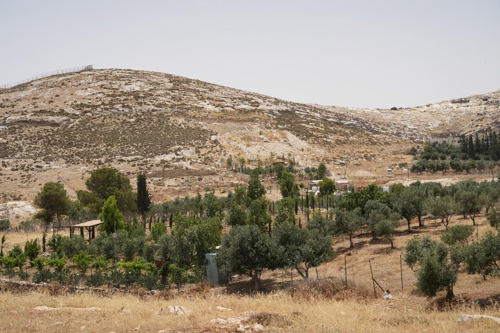 tierras de cultivo regeneradas tras muchos años aisladas en Cisjordania